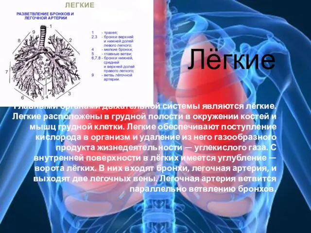 Лёгкие Главными органами дыхательной системы являются лёгкие. Легкие расположены в грудной полости