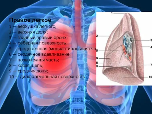 Правое легкое 1 — верхушка легкого; 2 — верхняя доля; 3 —