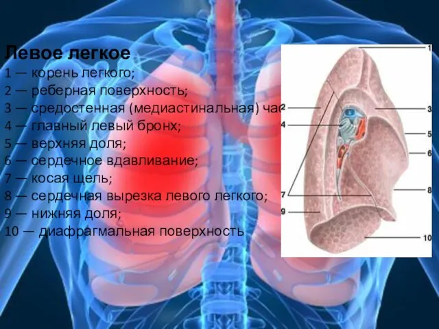 Левое легкое 1 — корень легкого; 2 — реберная поверхность; 3 —