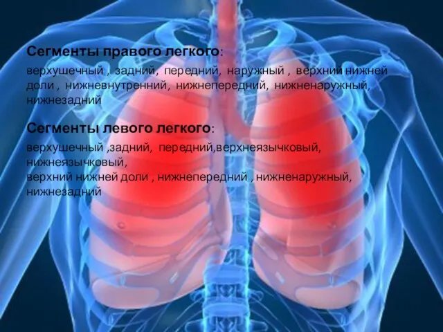 Сегменты правого легкого: верхушечный , задний, передний, наружный , верхний нижней доли