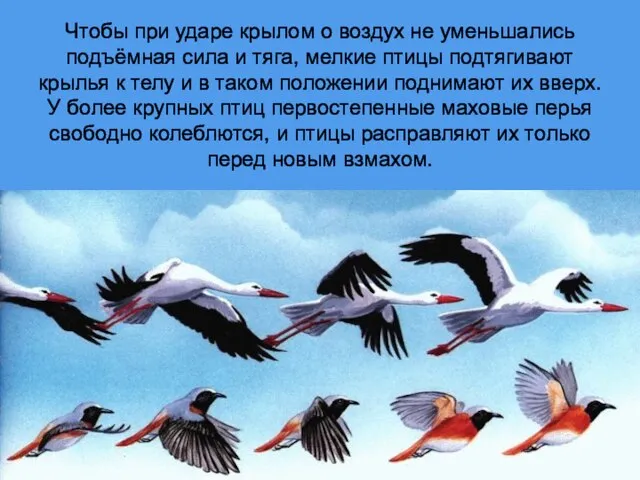 Чтобы при ударе крылом о воздух не уменьшались подъёмная сила и тяга,