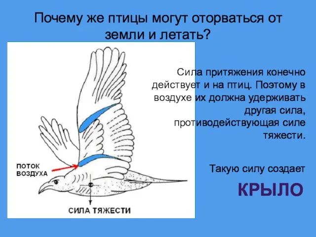 Сила притяжения конечно действует и на птиц. Поэтому в воздухе их должна