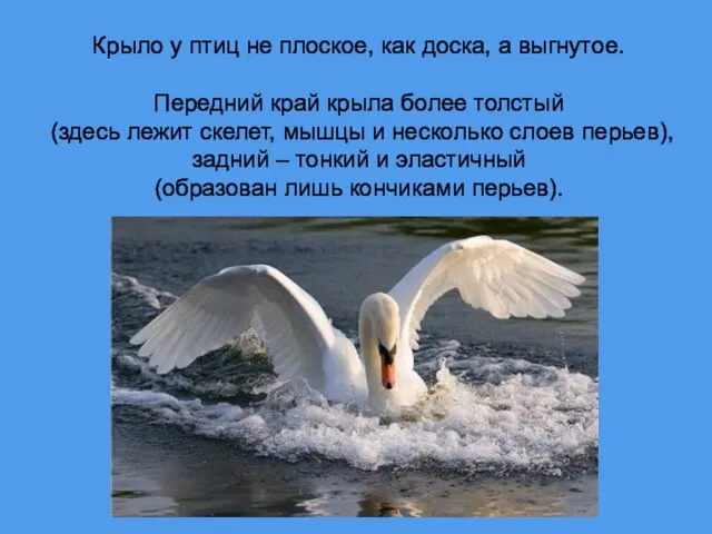 Крыло у птиц не плоское, как доска, а выгнутое. Передний край крыла