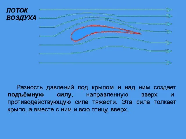 Разность давлений под крылом и над ним создает подъёмную силу, направленную вверх