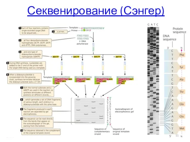 Секвенирование (Сэнгер)