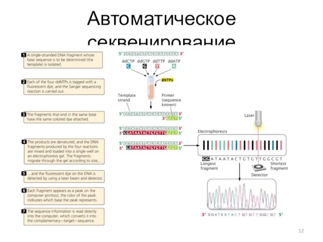 Автоматическое секвенирование