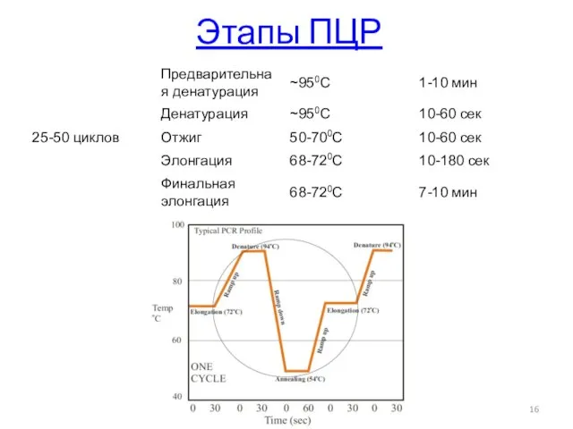 Этапы ПЦР