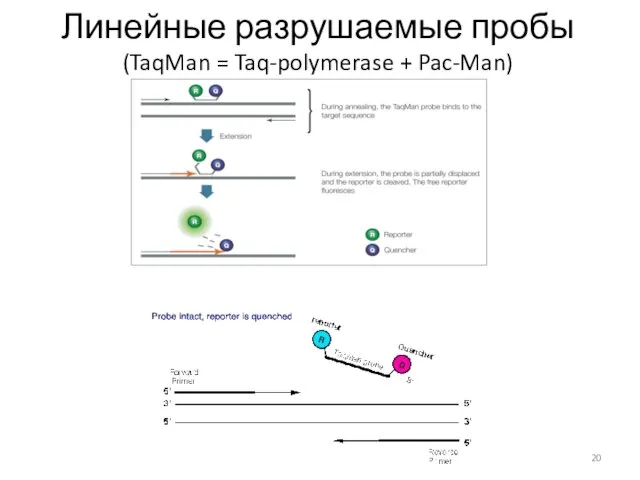 Линейные разрушаемые пробы (TaqMan = Taq-polymerase + Pac-Man)