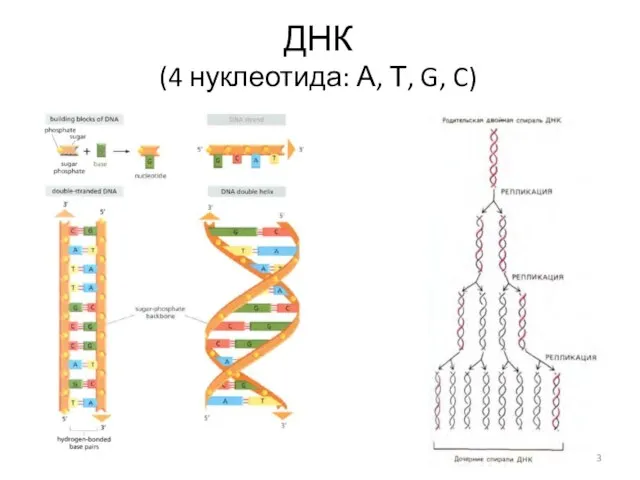 ДНК (4 нуклеотида: А, Т, G, C)