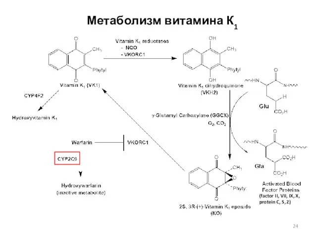 Метаболизм витамина К1 (factor II, VII, IX, X, protein C, S, Z)