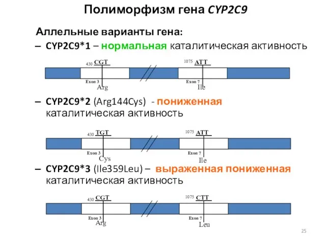 Полиморфизм гена CYP2C9 Аллельные варианты гена: CYP2C9*1 – нормальная каталитическая активность CYP2C9*2