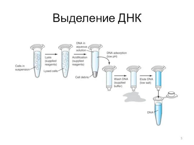 Выделение ДНК