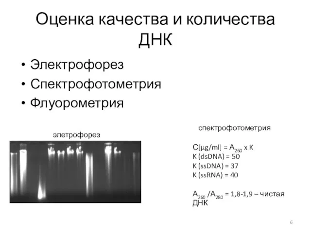 Оценка качества и количества ДНК Электрофорез Спектрофотометрия Флуорометрия элетрофорез спектрофотометрия С[µg/ml] =