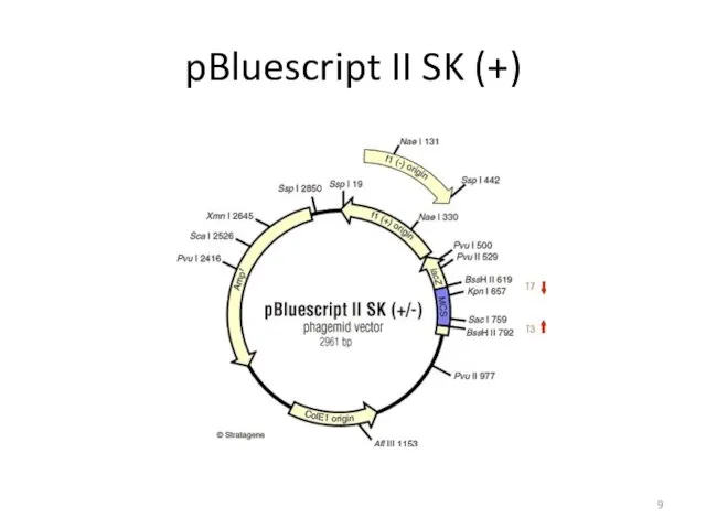 pBluescript II SK (+)