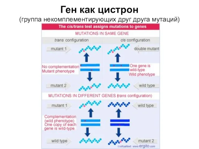 Ген как цистрон (группа некомплементирующих друг друга мутаций)