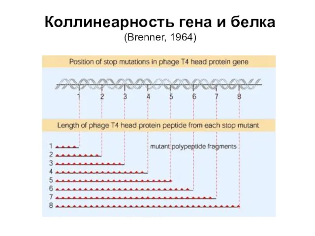 Коллинеарность гена и белка (Brenner, 1964)