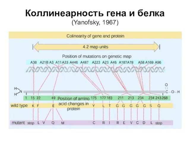 Коллинеарность гена и белка (Yanofsky, 1967)