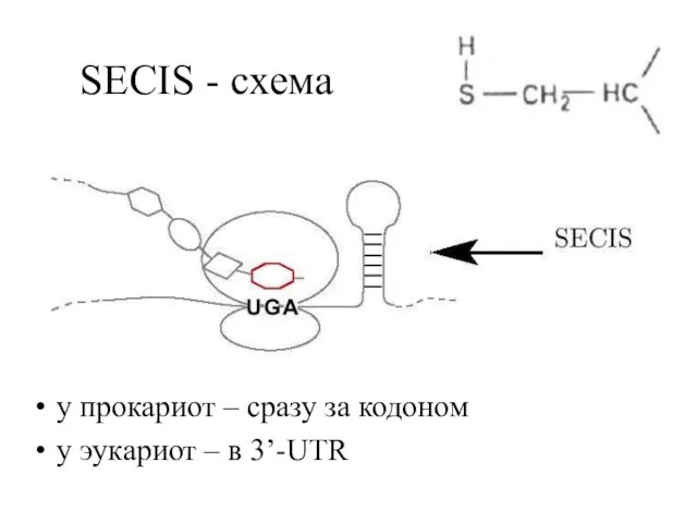 SECIS - схема у прокариот – сразу за кодоном у эукариот – в 3’-UTR