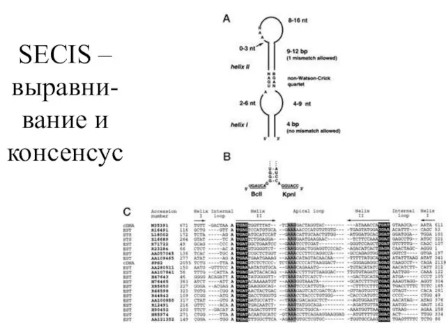 SECIS – выравни-вание и консенсус