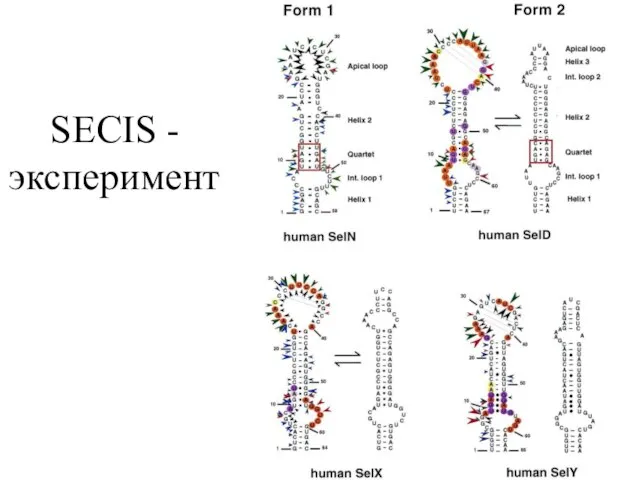 SECIS - эксперимент