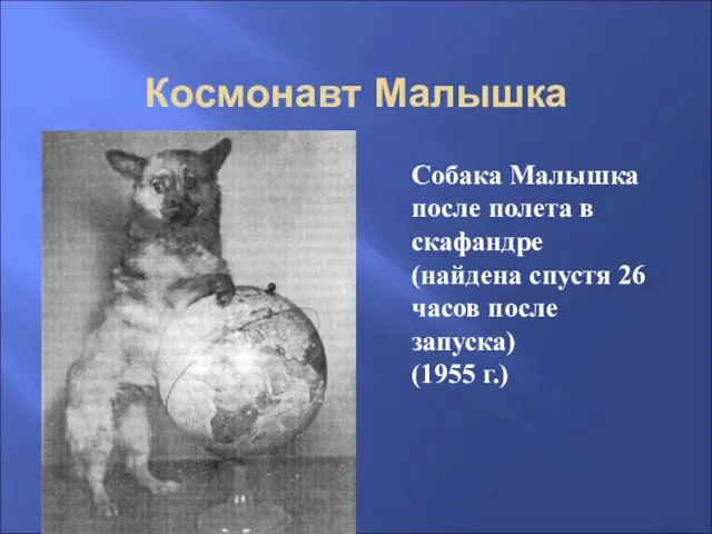 Космонавт Малышка Собака Малышка после полета в скафандре (найдена спустя 26 часов после запуска) (1955 г.)