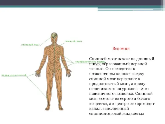 Спинной мозг похож на длинный шнур, образованный нервной тканью. Он находится в