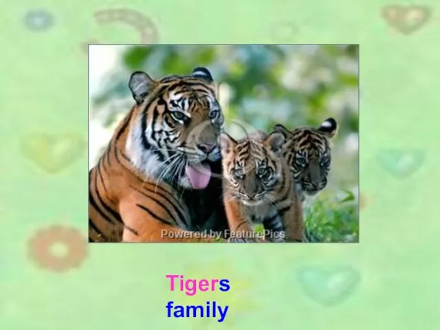 Tigers family Tigers family