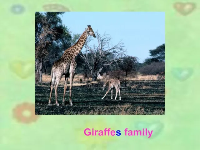 Giraffes family Giraffes family