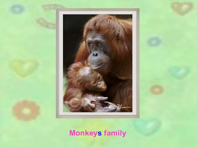 Monkeys family Monkeys family