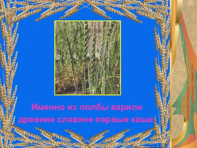 Именно из полбы варили древние славяне первые каши. Именно из полбы варили древние славяне первые каши.