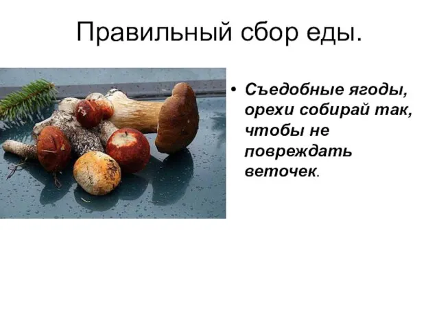 Правильный сбор еды. Съедобные ягоды, орехи собирай так, чтобы не повреждать веточек.