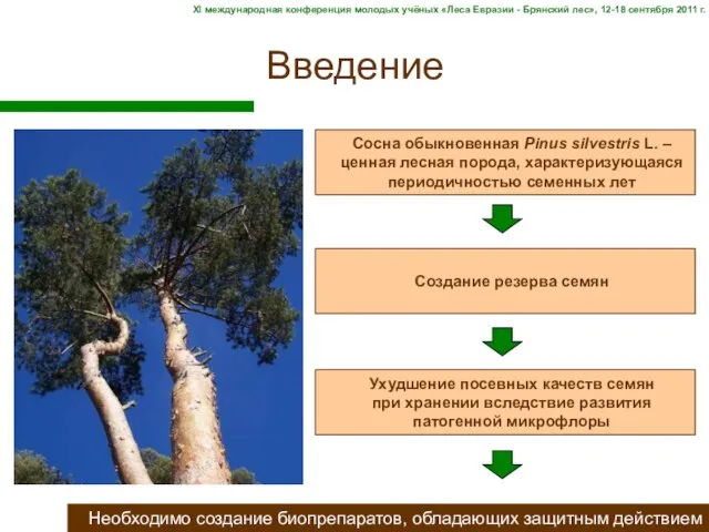 Введение Необходимо создание биопрепаратов, обладающих защитным действием Сосна обыкновенная Pinus silvestris L.