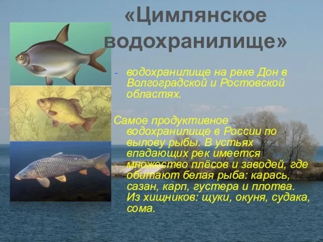 водохранилище на реке Дон в Волгоградской и Ростовской областях. Самое продуктивное водохранилище