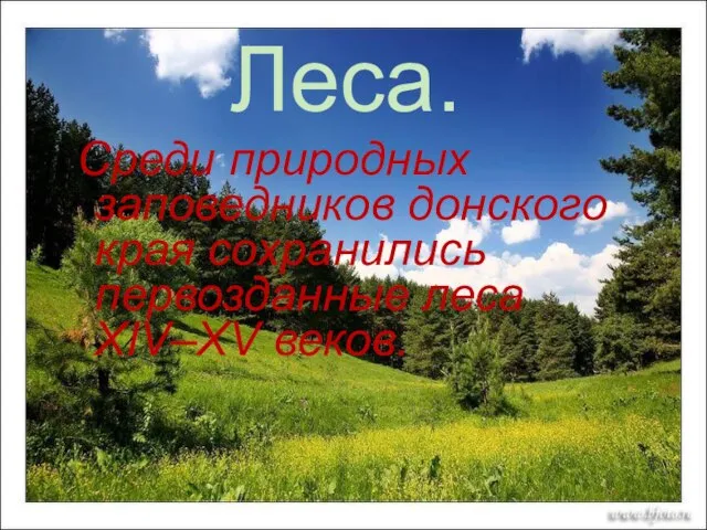 Леса. Среди природных заповедников донского края сохранились первозданные леса XIV–XV веков.