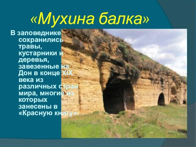 «Мухина балка» В заповеднике сохранились травы, кустарники и деревья, завезенные на Дон