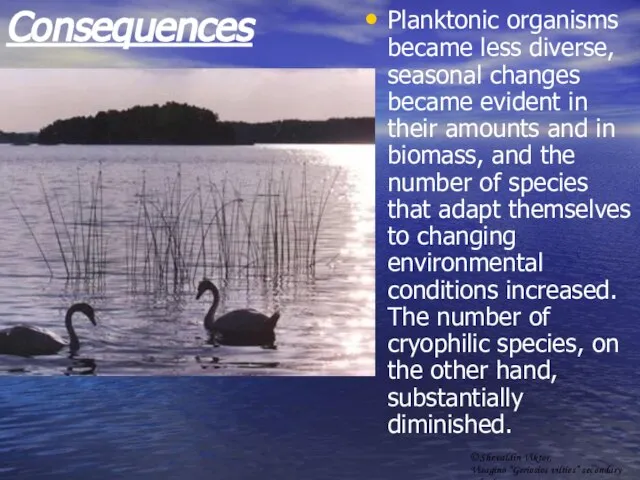 Consequences Planktonic organisms became less diverse, seasonal changes became evident in their