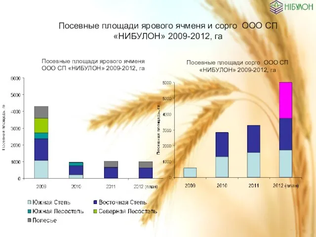 Посевные площади ярового ячменя ООО СП «НИБУЛОН» 2009-2012, га Посевные площади сорго