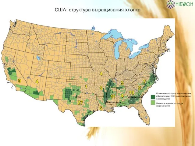 США: структура выращивания хлопка Основные площади выращивания обеспечивают 75% национального производства Незначительные