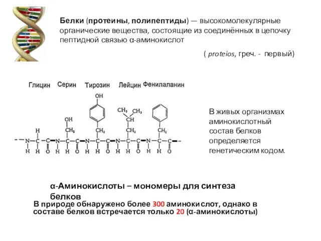 ( proteios, греч. - первый) Белки (протеины, полипептиды) — высокомолекулярные органические вещества,