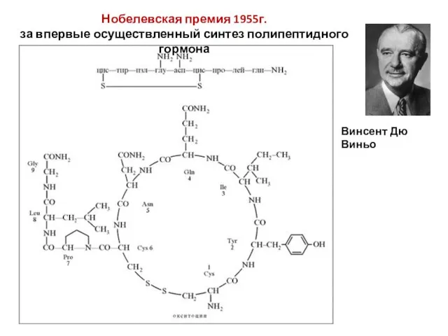 Нобелевская премия 1955г. за впервые осуществленный синтез полипептидного гормона Винсент Дю Виньо