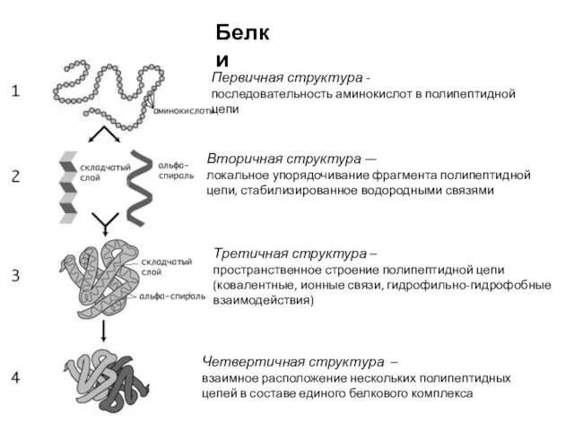 Белки Первичная структура - последовательность аминокислот в полипептидной цепи Вторичная структура —