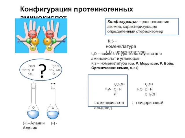 Конфигурация протеиногенных аминокислот Конфигурация – расположение атомов, характеризующее определенный стереоизомер (+) –Аланин