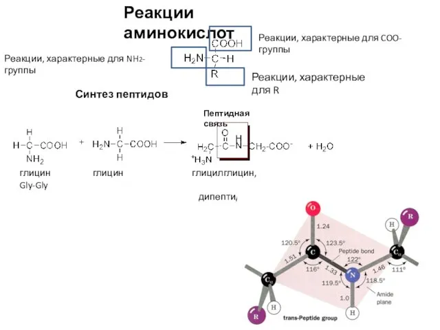 Реакции аминокислот Реакции, характерные для COO-группы Реакции, характерные для NH2-группы Реакции, характерные