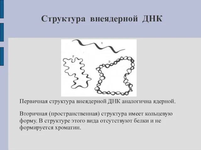 Структура внеядерной ДНК Первичная структура внеядерной ДНК аналогична ядерной. Вторичная (пространственная) структура