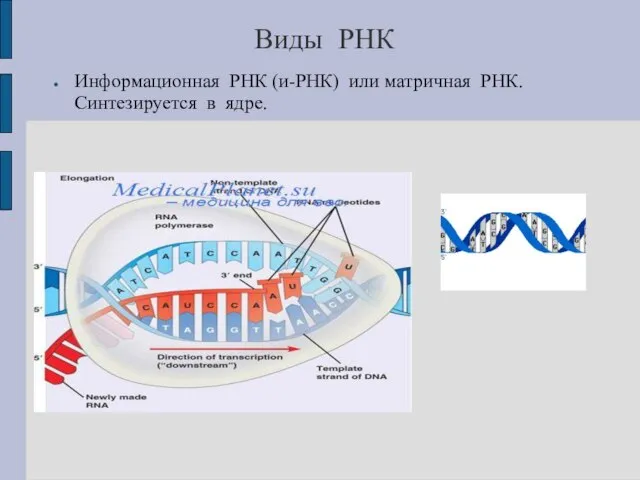 Виды РНК Информационная РНК (и-РНК) или матричная РНК. Синтезируется в ядре.