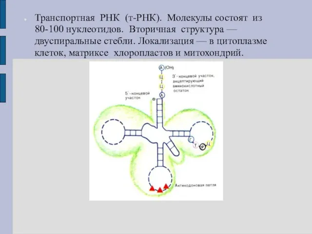 Транспортная РНК (т-РНК). Молекулы состоят из 80-100 нуклеотидов. Вторичная структура — двуспиральные