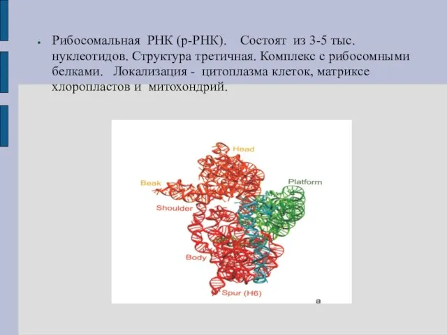 Рибосомальная РНК (р-РНК). Состоят из 3-5 тыс. нуклеотидов. Структура третичная. Комплекс с