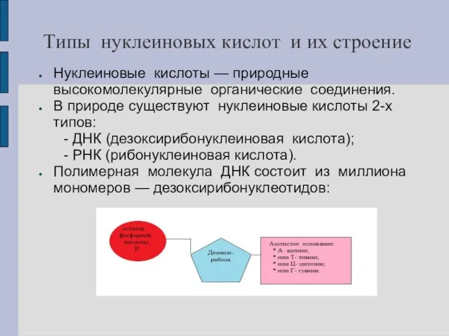 Типы нуклеиновых кислот и их строение Нуклеиновые кислоты — природные высокомолекулярные органические