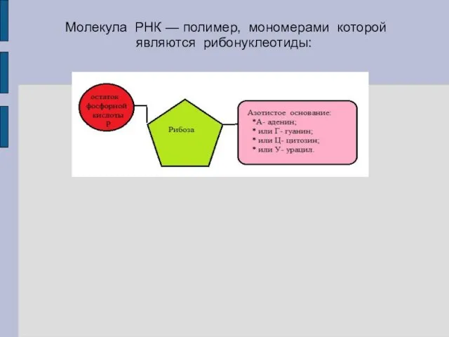 Молекула РНК — полимер, мономерами которой являются рибонуклеотиды: