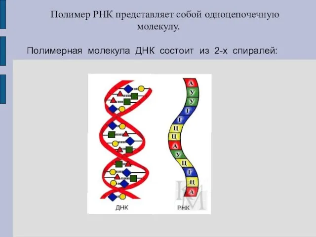 Полимерная молекула ДНК состоит из 2-х спиралей: Полимер РНК представляет собой одноцепочечную молекулу.